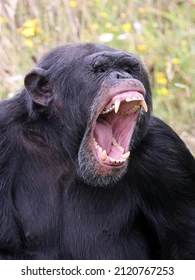 Pyroraptor🦖 tweet media