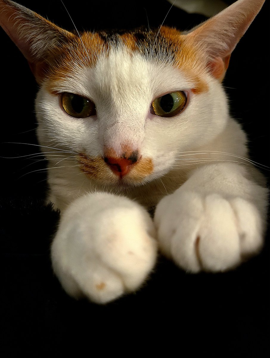 shiro@焼肉たべさせて下さい。 tweet media