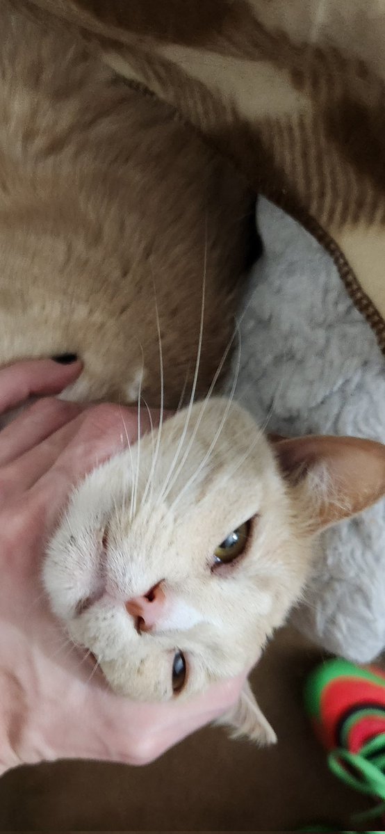 hamtaro kiwami like a hamham tweet media