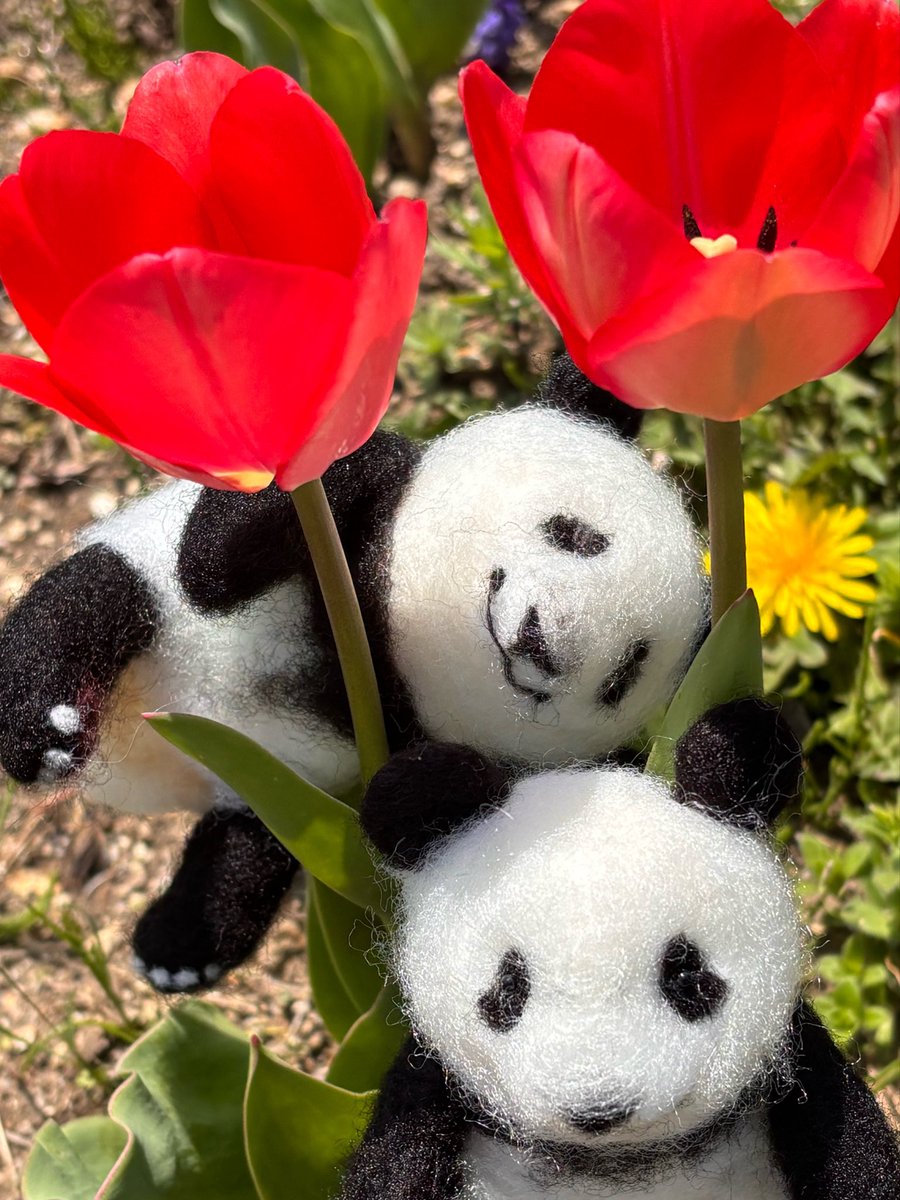 ニッケ(ネッコ的なアレ) tweet media