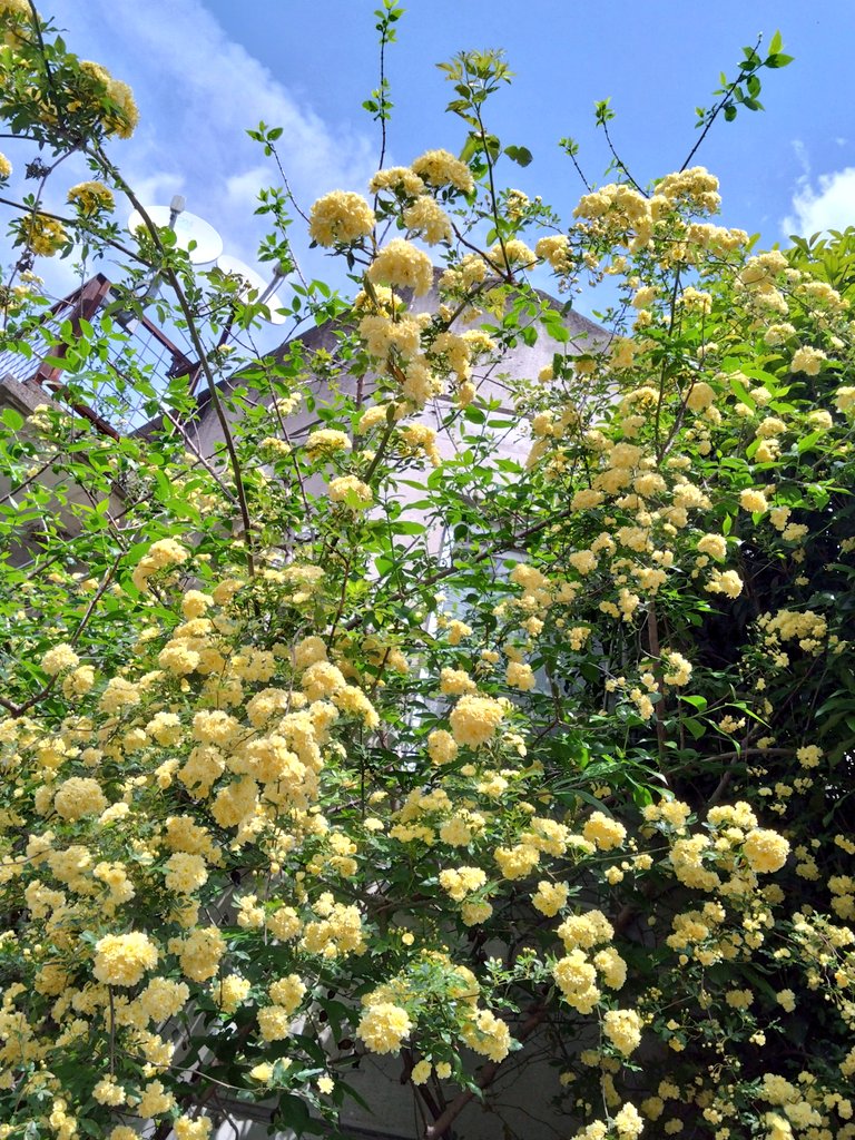 かねた🍀💕 tweet media