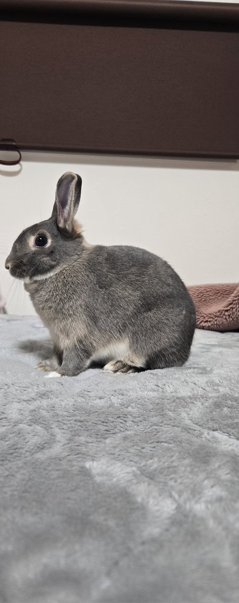 めろん tweet media