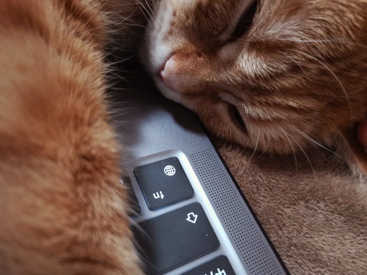Sandi_Ch's tweet photo. "When you’re in a meeting and your teammate’s cat photobombs their Zoom background… now we’re all debating if it should get a speaking part  #WorkFromHomeWin #TeamPets" https://t.co/HkyAp662vN