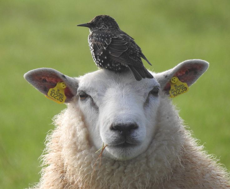 Sheep Daily 🐑 tweet media