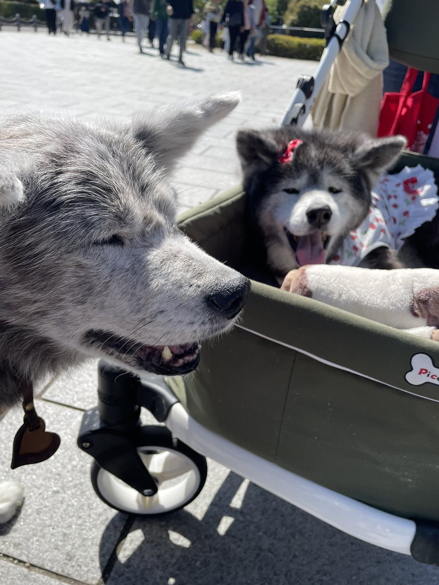 koNohana tweet media