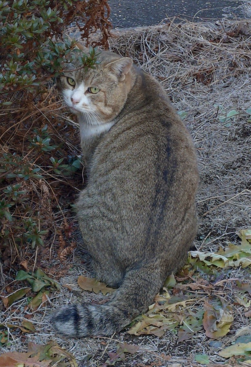 あきぼう tweet media