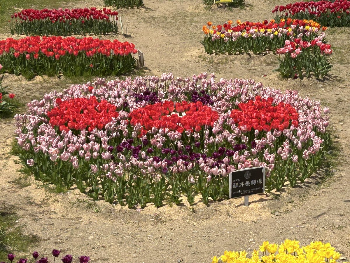 さすらいの遊び人 tweet media