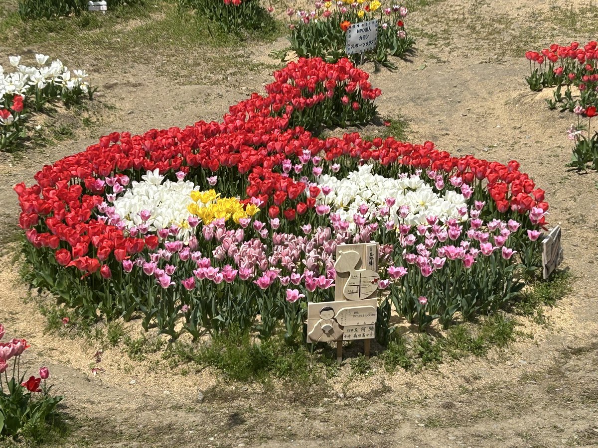 さすらいの遊び人 tweet media