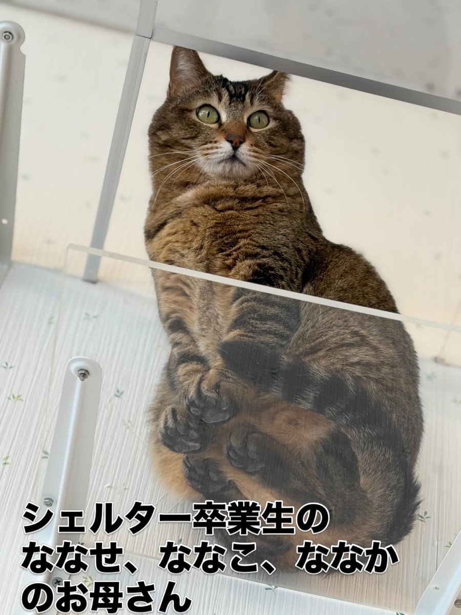 『おうちにおいで』 tweet media