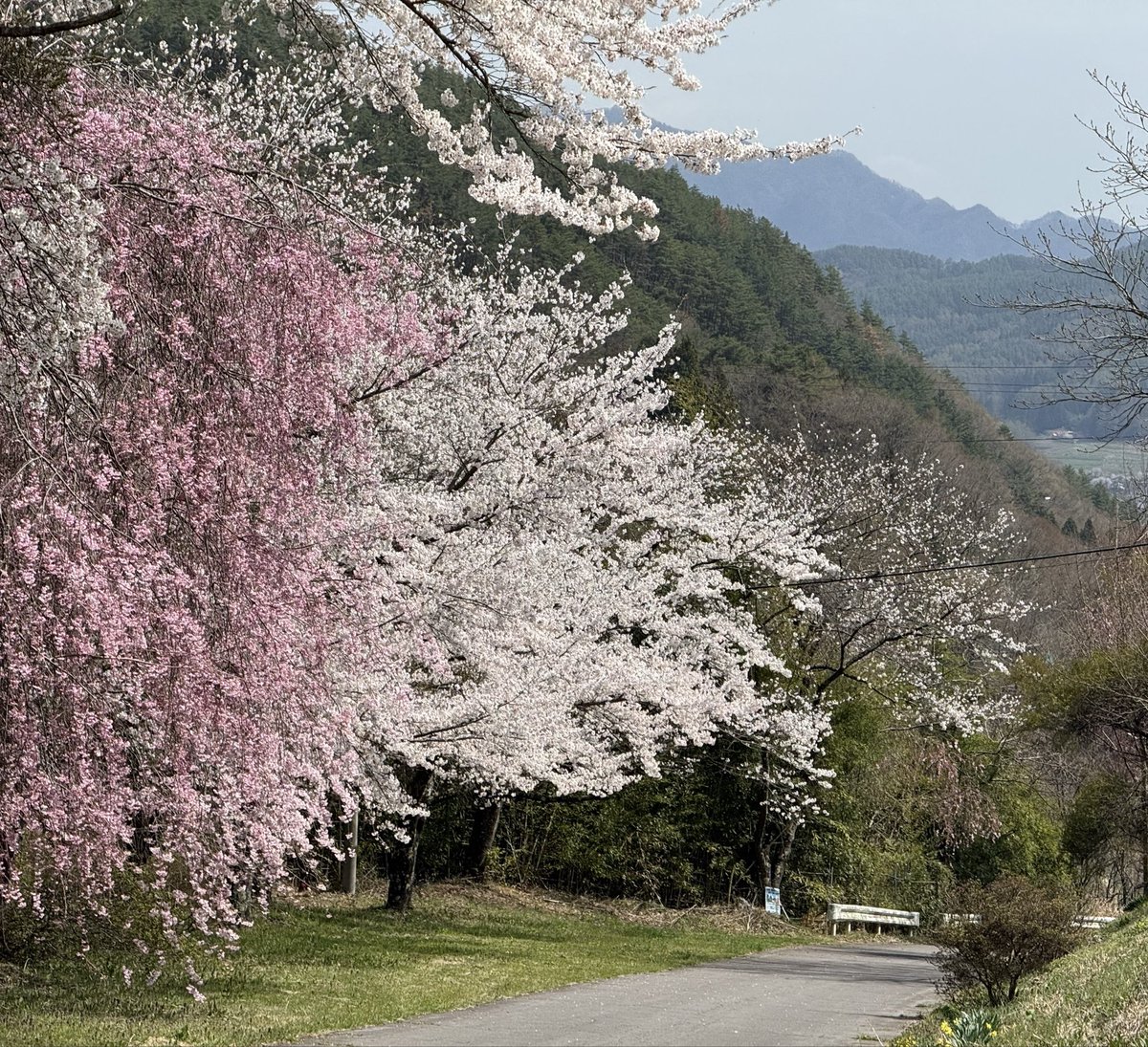 殿（tono） tweet media