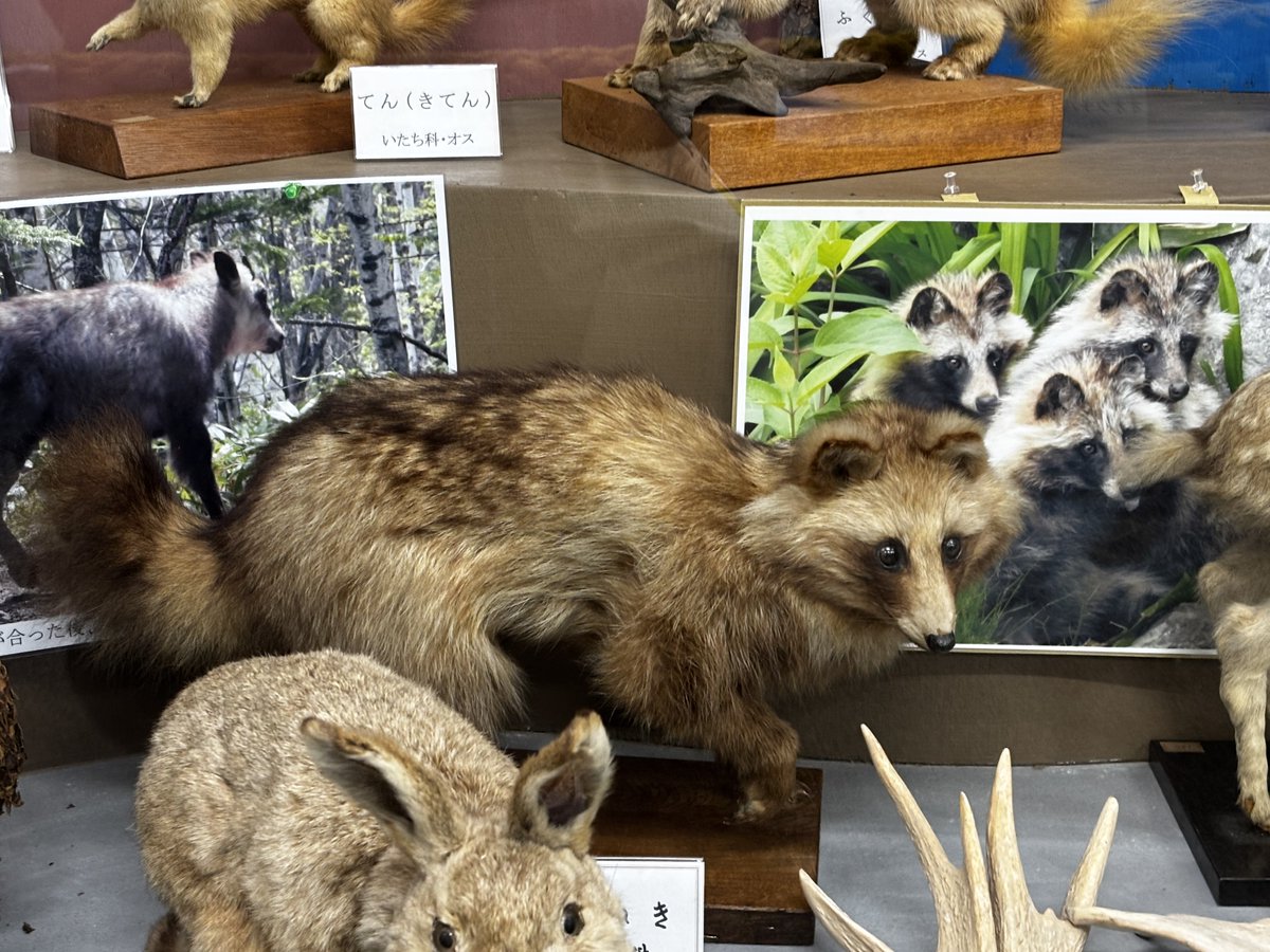 タヌキとアナグマの剥製。 剥製の奥の写真がかわいいぞ！？☺️