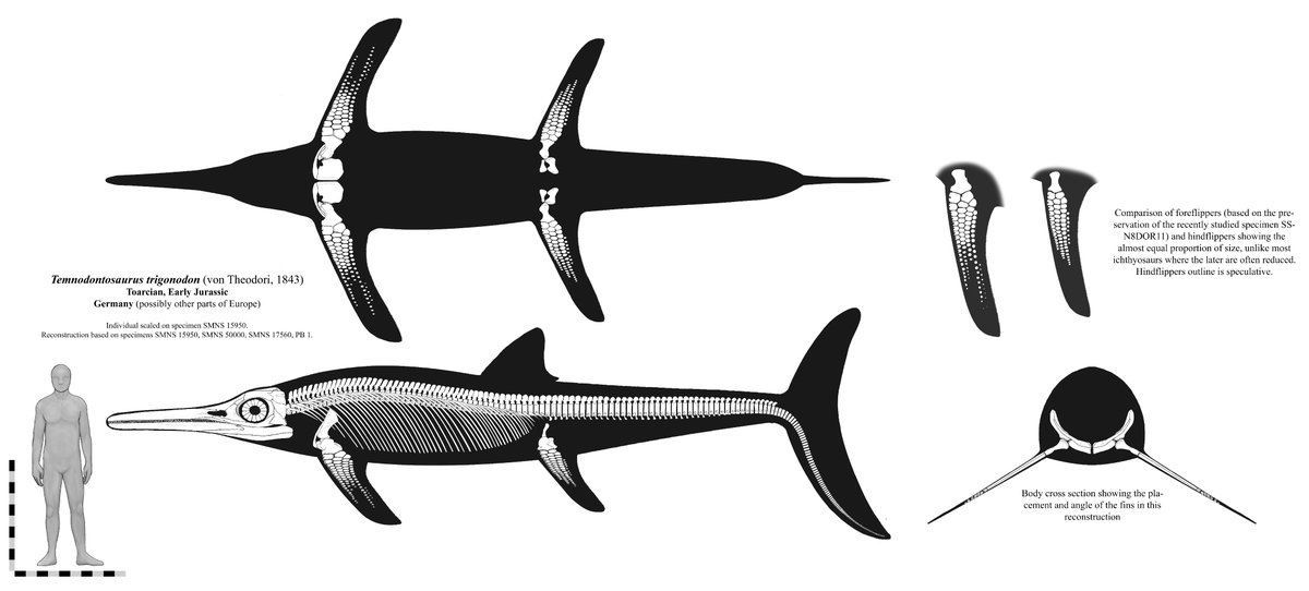 Well this was a work of more than 2 months that just ended up taking longer than necessary due to procrastination, I have seen little or almost no work done on skeletal reconstructions of Temnodontosaurus so I decided to work on a modern one with the new flippers.