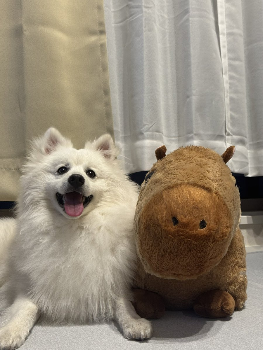 macho_inazuma's tweet photo. うちのわんこ https://t.co/XH4RMn2qBX