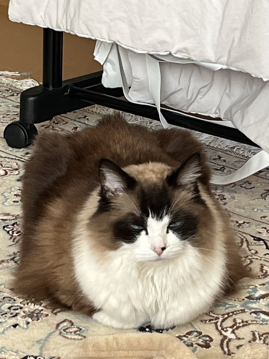 るる＆らら tweet media