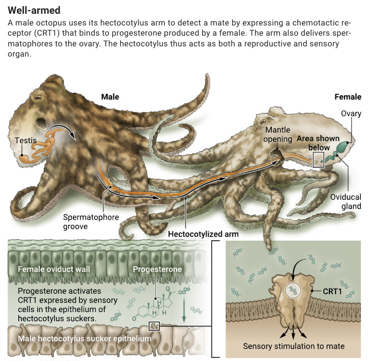 ScienceMagazine's tweet image. The specialized arm that male octopuses use for mating is also a sensory organ that can detect the ovarian hormone progesterone, according to a new Science study. 

The researchers say the dual-purpose organ offers an example of how sensory adaptations may shape reproductive