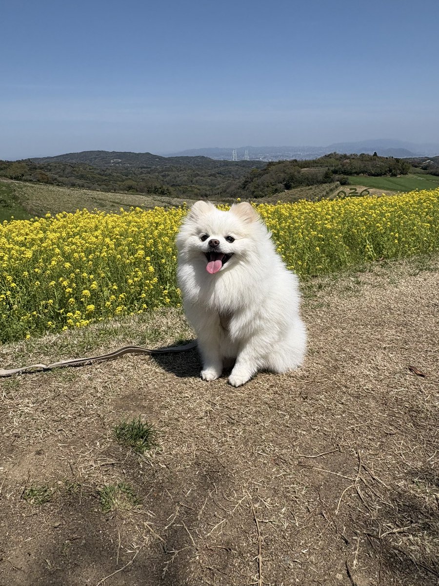 ポメラニアンの天くん！ tweet media