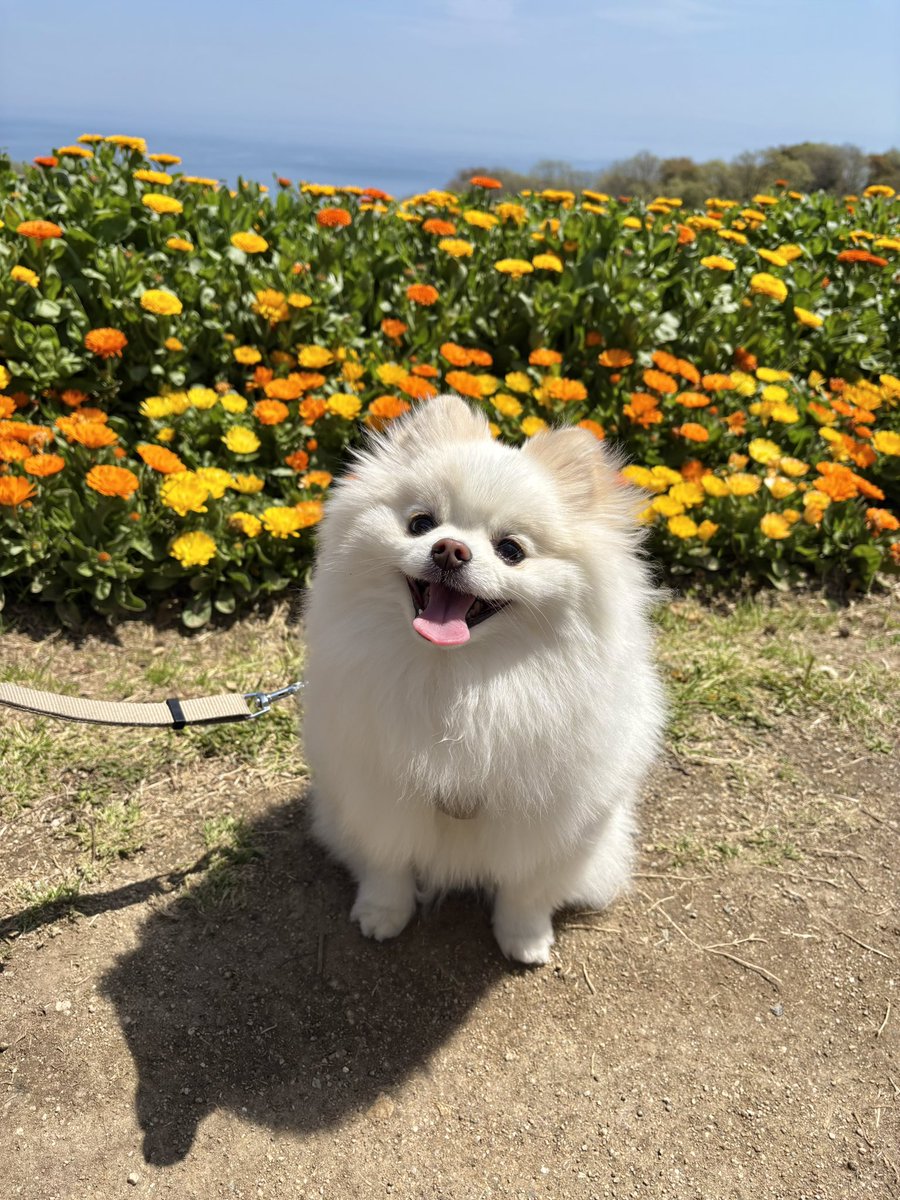 ポメラニアンの天くん！ tweet media