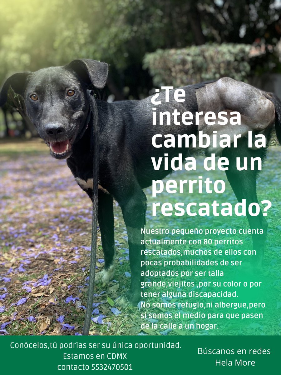 𝙷𝚎𝚕𝚊 𝙼𝚘𝚛𝚎 🐶 tweet media