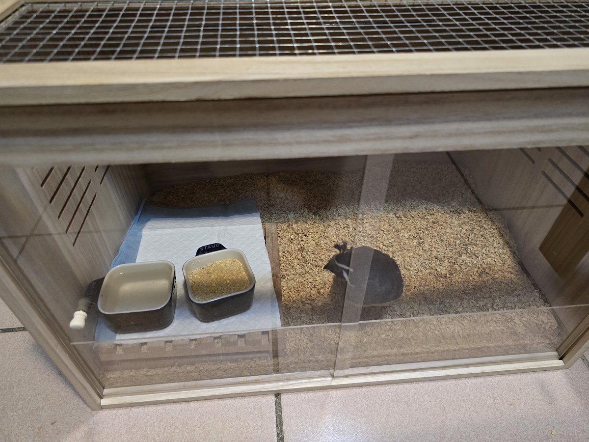 蟒龜Krieg tweet media