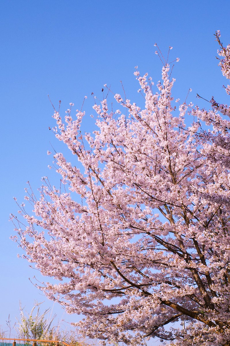 Visita Corea tweet media