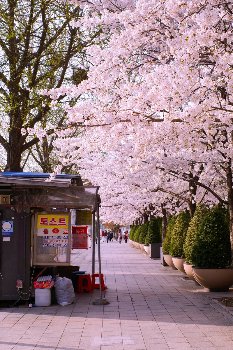 Visita Corea tweet media