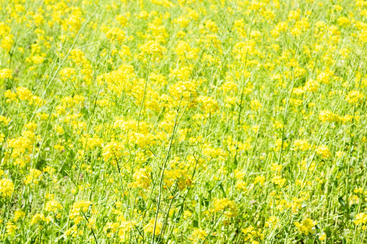 石井麻木 tweet media