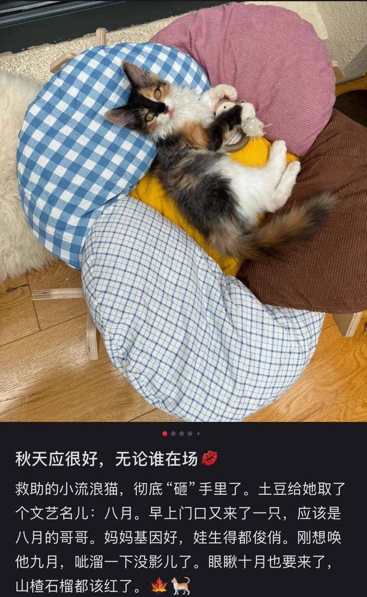 jessica belmares tweet media