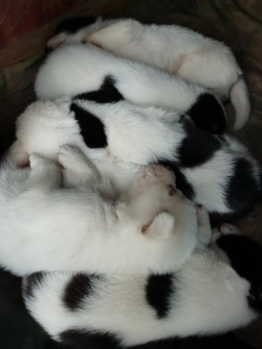 severinokids tweet media