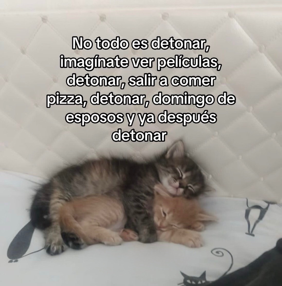 Mundo de Bigotes (@mundodebigotes) on Twitter photo 