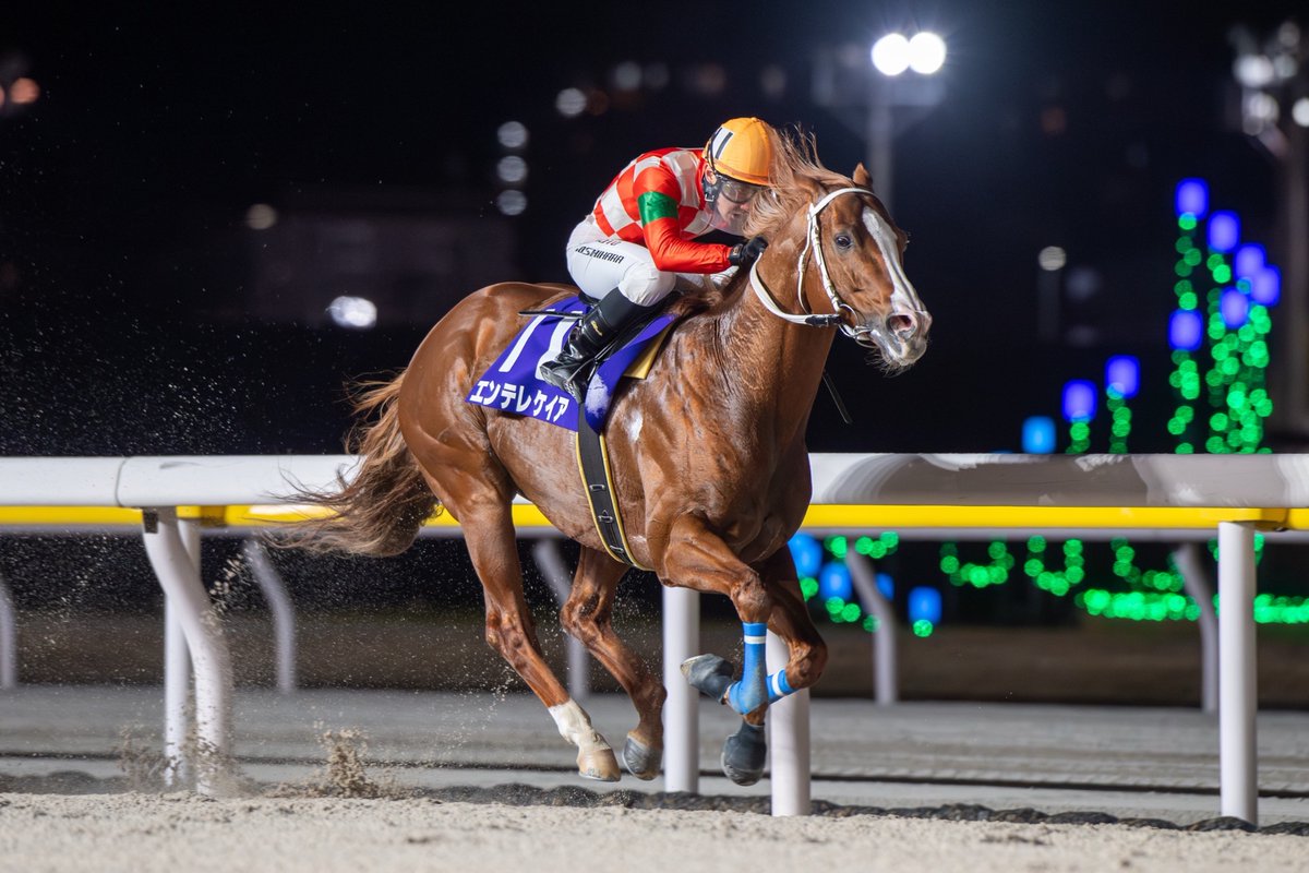 浦和競馬 tweet media