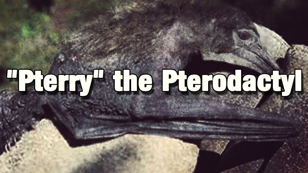 𓆀 WEZDARCHID 🍉 tweet media