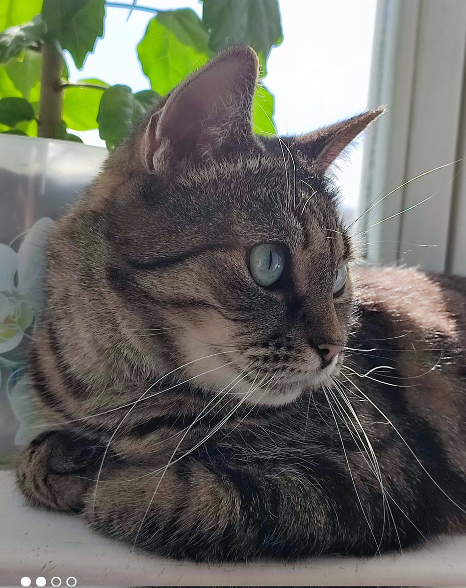 Кошки правят миром. tweet media