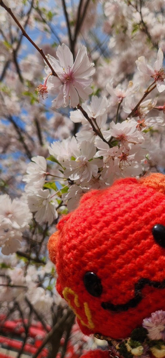 🐷 さとみ 🐰 tweet media