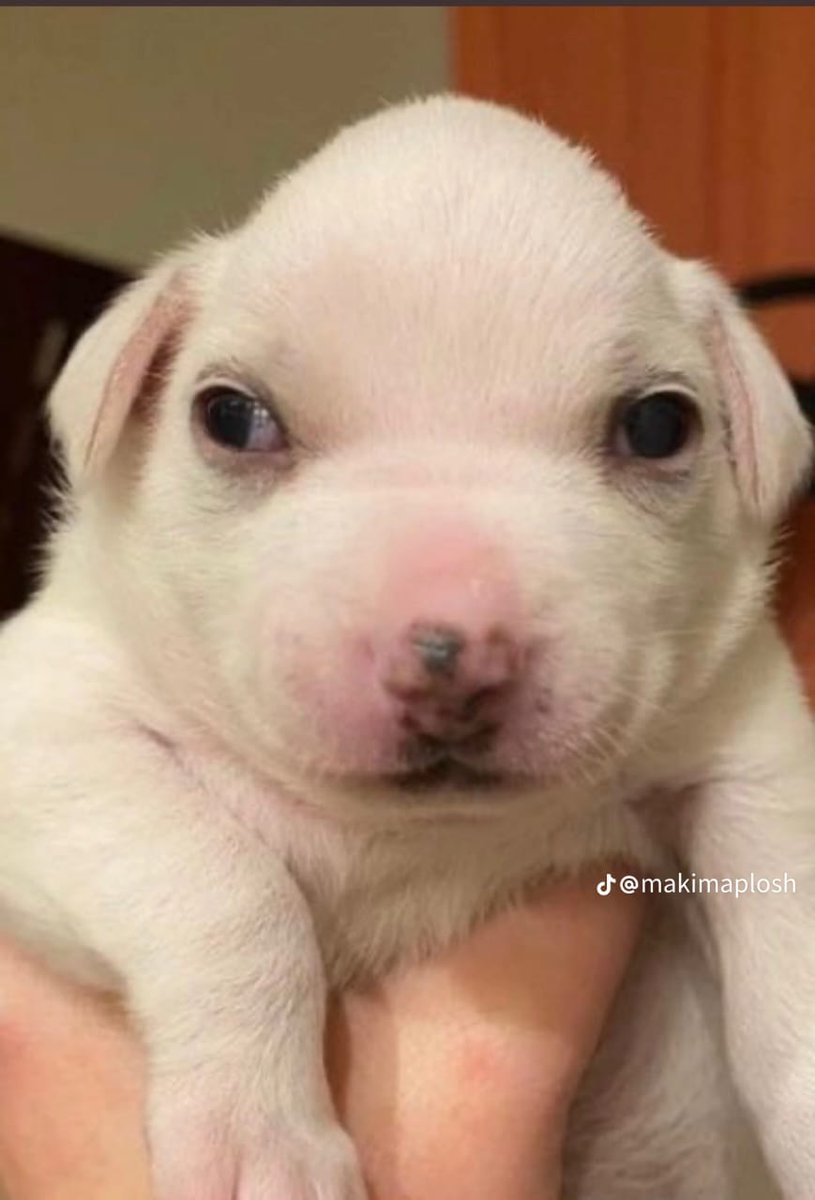 Sam 🇵🇱 tweet media