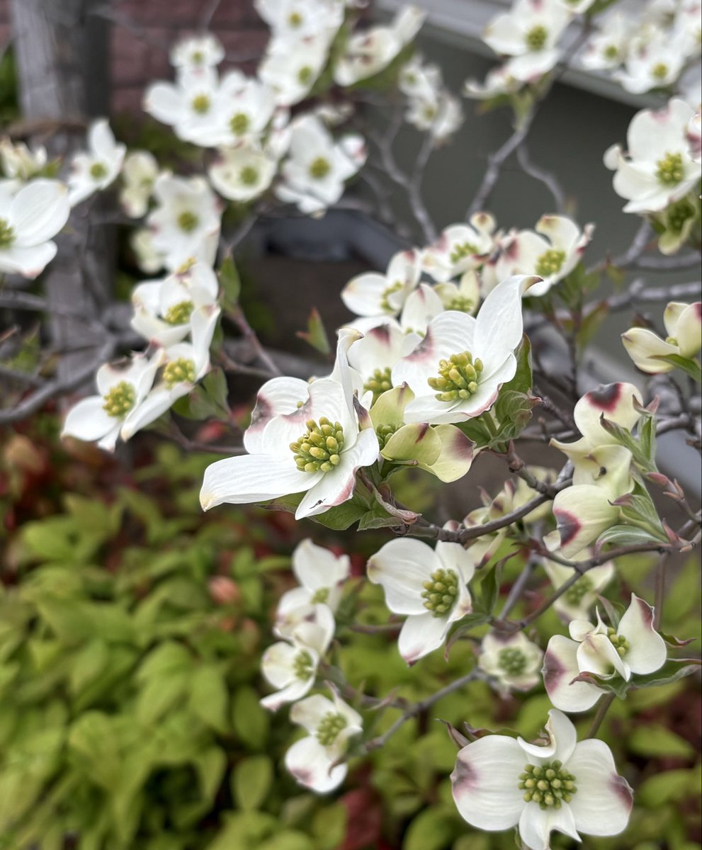 𝓜𝓪𝔂𝓾𝓶𝓲⑅◡̈*ﾏｲﾍﾟｰｽです🍀 tweet media