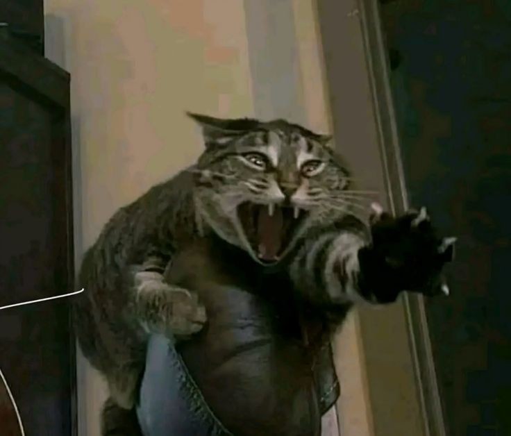 ִֶָ 𝐳𝐨𝐤𝐢𝐞.🪻 akkito day! tweet media