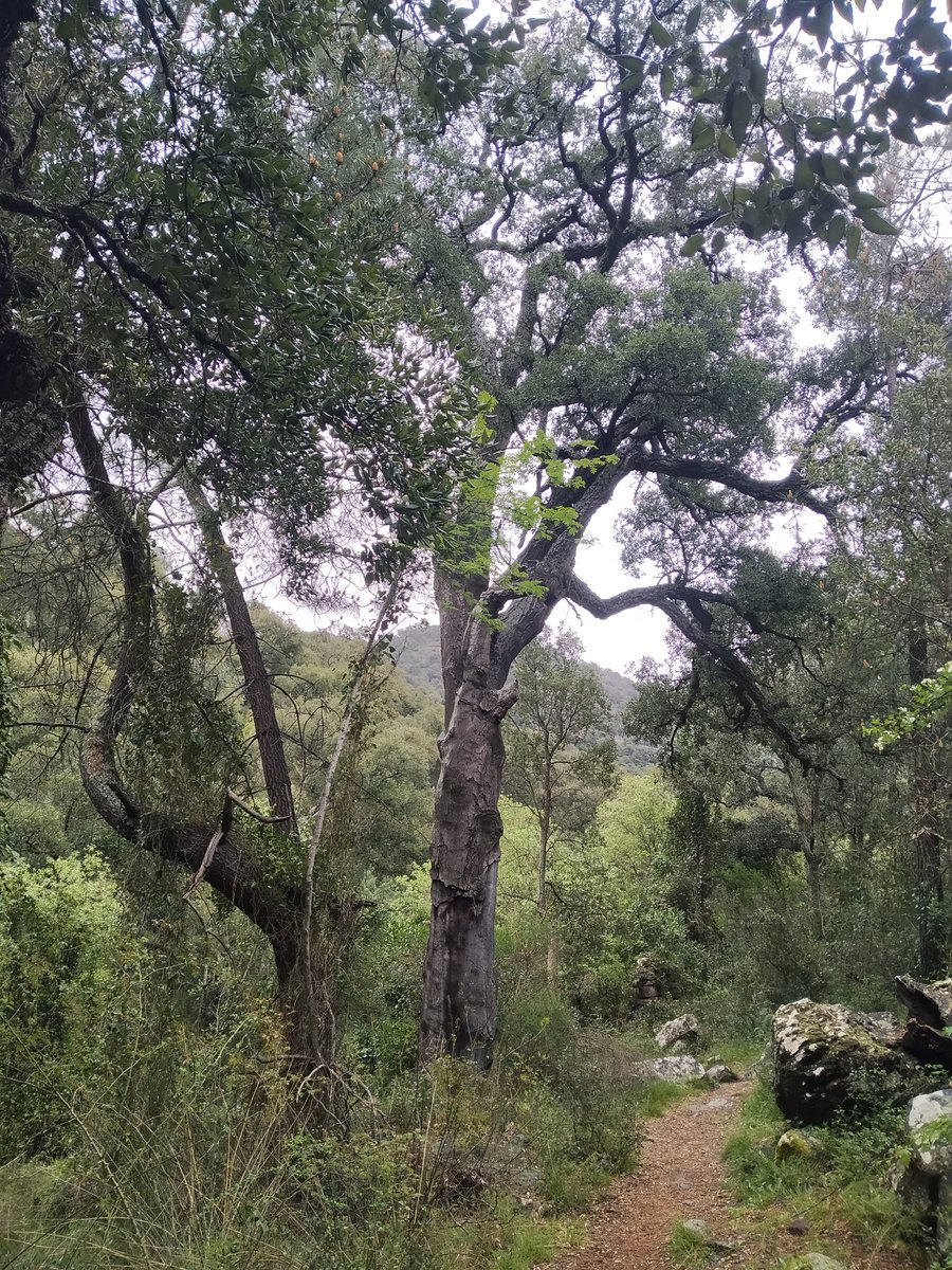 Sabipi_'s tweet photo. Paseo de los oficios y paisajes del corcho de Almedijar @badenesjm @Basseta @espadaniques @JrvLionel @rosanacantavell @JuanJCarrasco @Haarp_project https://t.co/dfhjh5Yyem