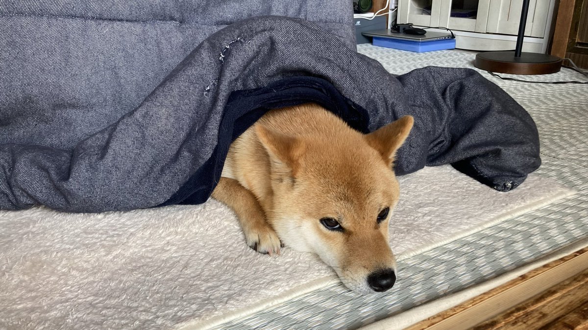 ナッツちゃんねる tweet media