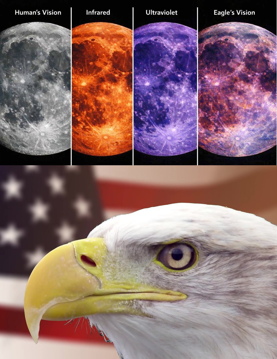 AZubowicz59326's tweet image. WHAT DOES AN EAGLE SEE  ?
If an eagle were observing the Moon from orbit, it would detect differences in rock composition — basalt, anorthosite, titanium-rich regions — truthsocial.com/@AleksanderZUB…
#Creativity #BrandProtection #Interview #Money #Brand #Branding #MoonPulse