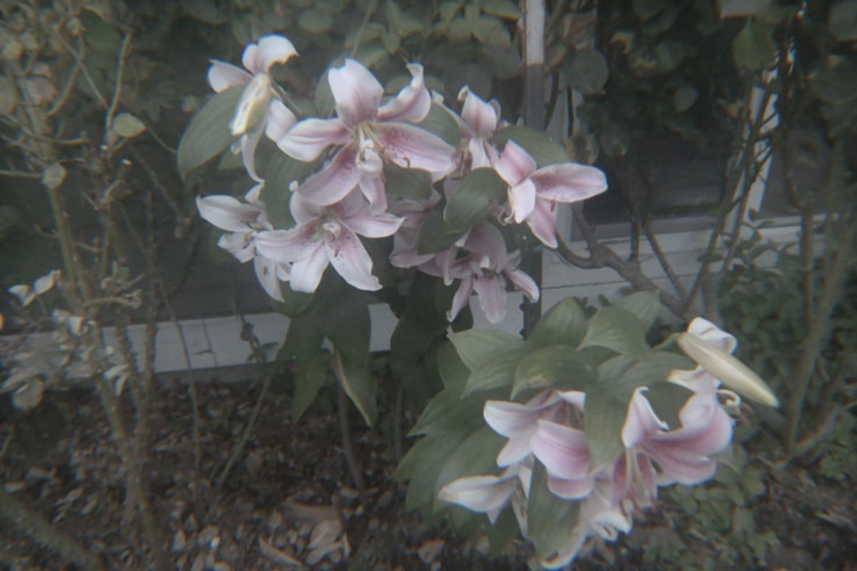 Haru .ᐟ 🎐 tweet media