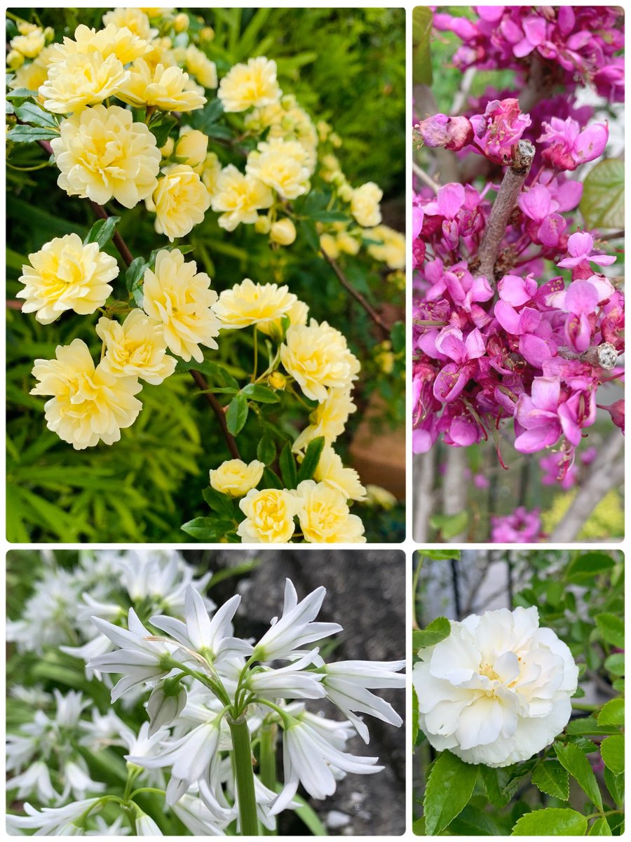 庭が明るく賑やかになってきた
お裾分けです🌼