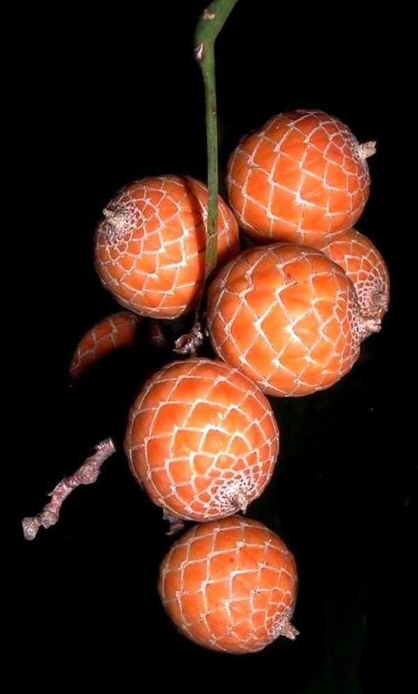 Fruitts met