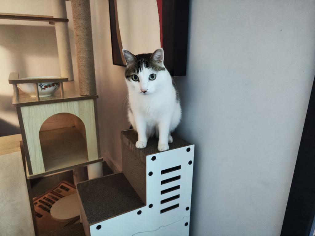 锅鱼菌Makiko tweet media