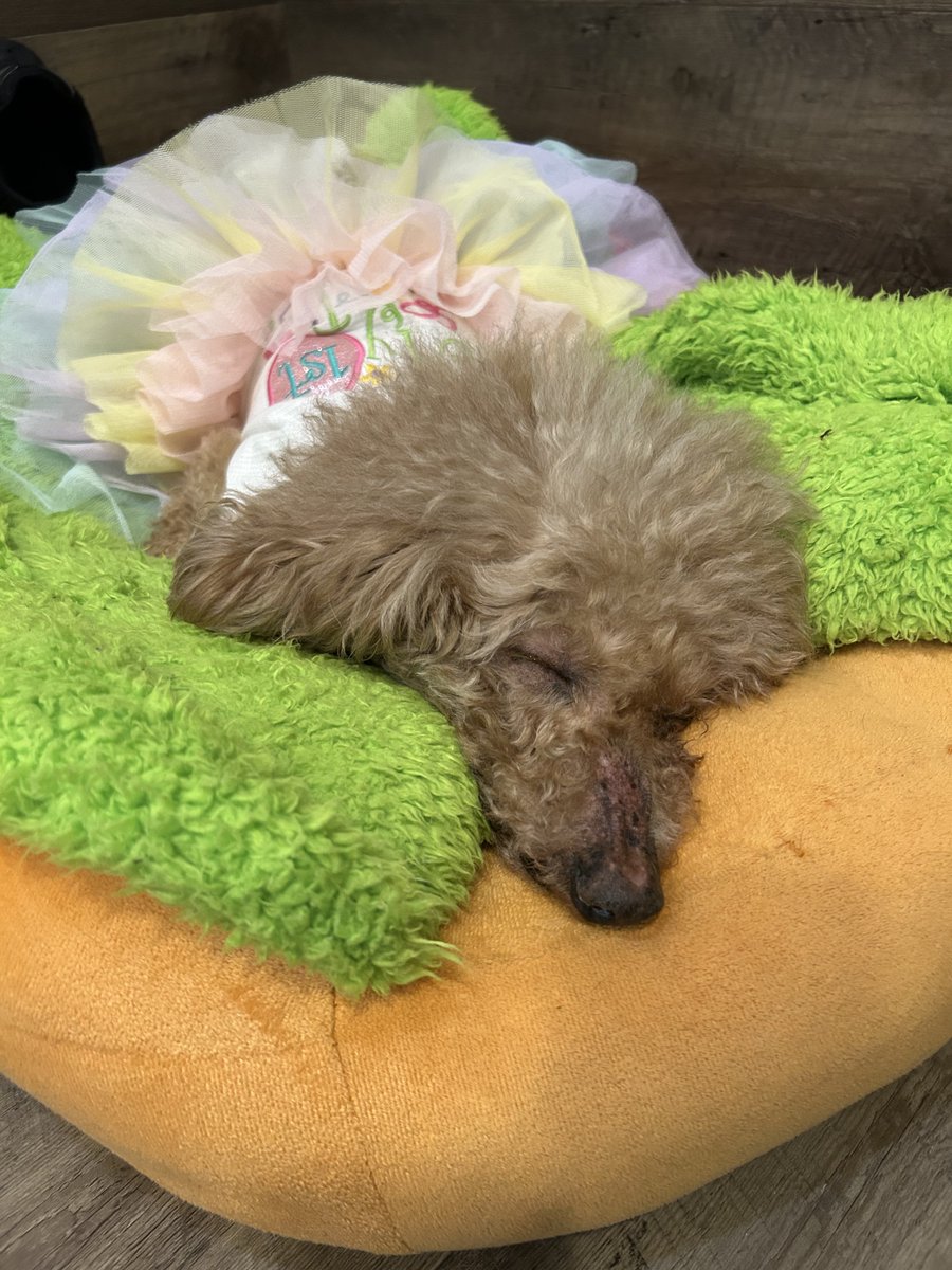 NPO法人LoveFive tweet media