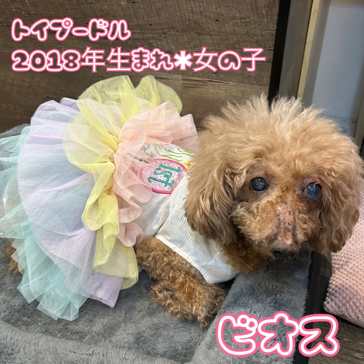 NPO法人LoveFive tweet media