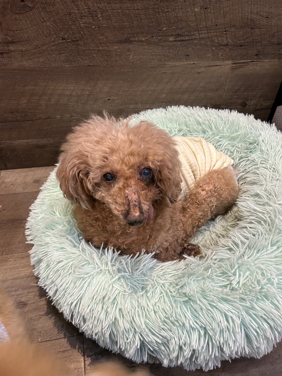 NPO法人LoveFive tweet media