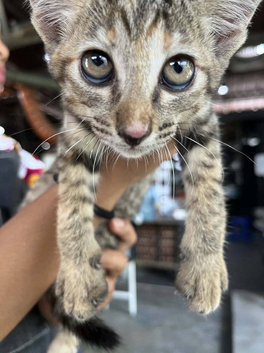 BBH🐯&ZLS🐰 tweet media