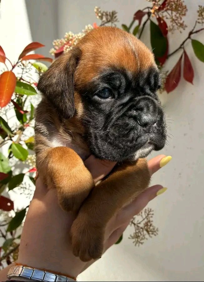 If this breed is your favorite, drop a big “YES” 🐶💬