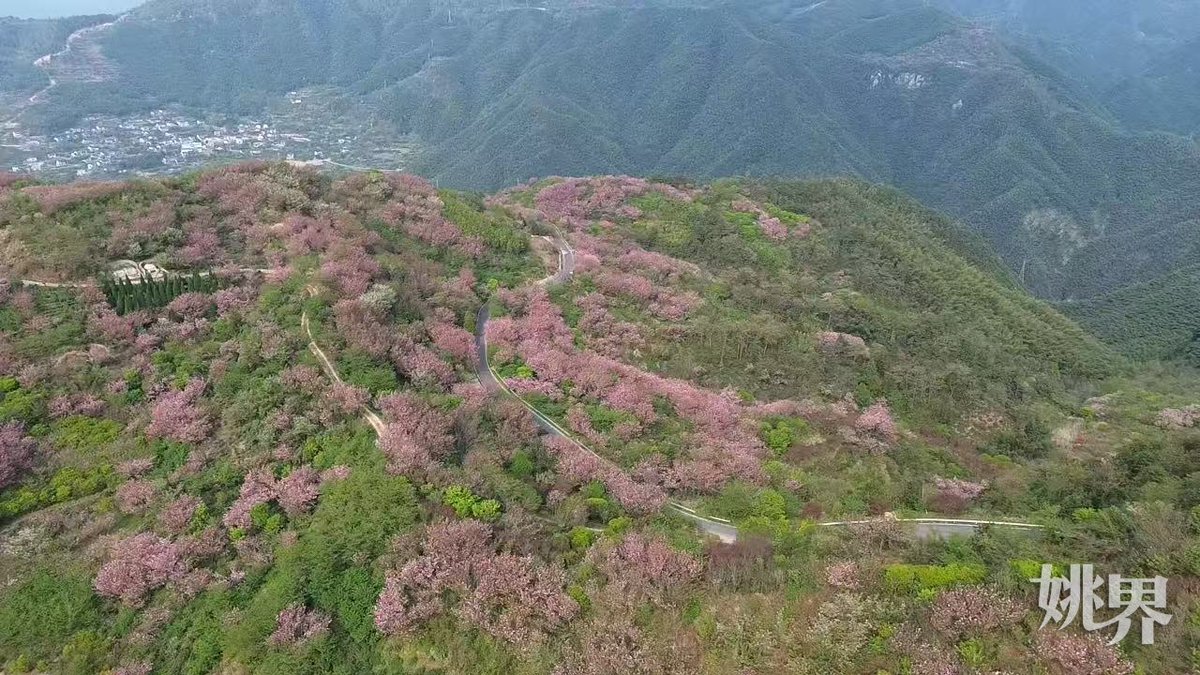 i_yuyao's tweet photo. On April 13, Siming Mountain's Lutian Village saw its thousand-mu pink cherry blossoms in full bloom! The sea of blossoms, intertwined with lakes and tea fields, creates a romantic spring spectacle. A must-visit for eco-tourism lovers! 🌸🏞 #SimingSpring #CherryBlossoms https://t.co/5JG13p4Hif