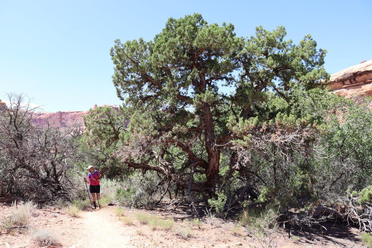 manuelacasasoli's tweet image. From my hikes...

How beautiful a tree stands in the desert.

Utah - 2024

Have a good day!

#hiking #thicktrunktuesday #trees #NatureVibes